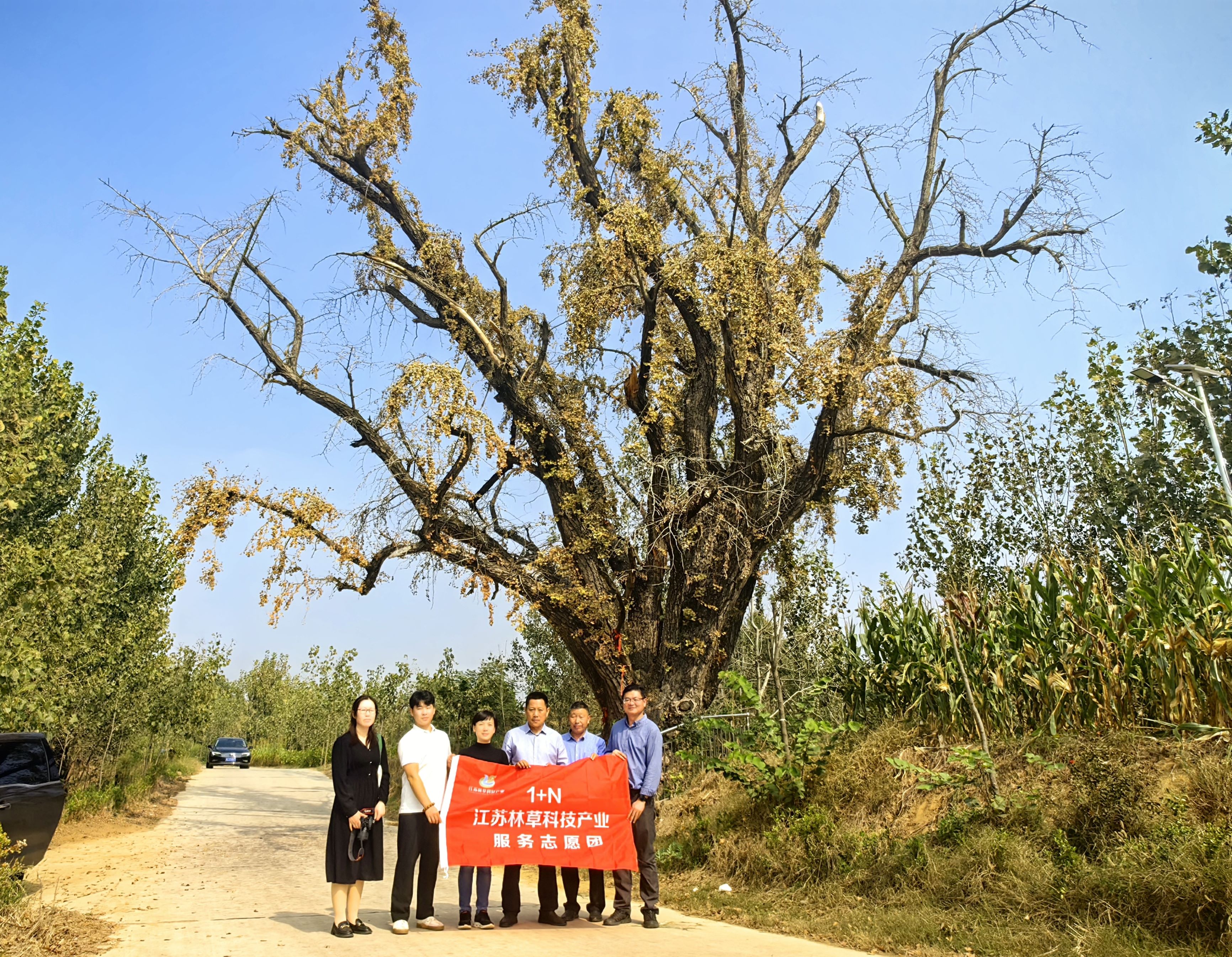 新沂古银杏现场.jpg